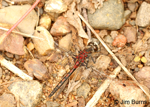 Hudsonian Whiteface male, Eau Claire Co., WI, June 2014