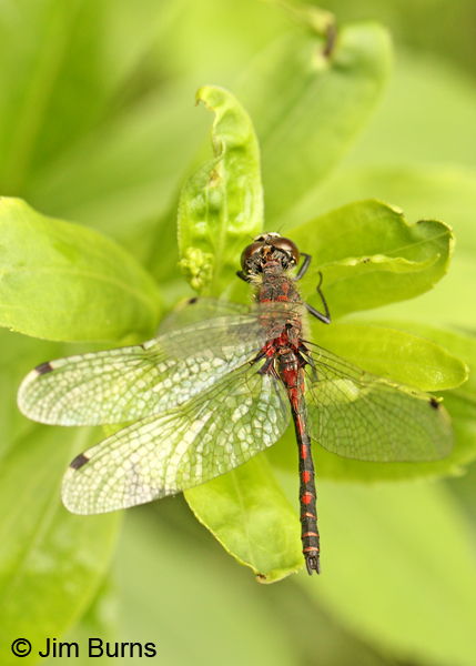 Hudsonian Whiteface male, Lake Co., MN, July 2012