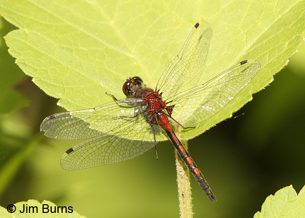 Hudsonian Whiteface male, Sawyer Co., WI, June 2014