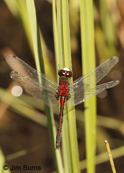 Hudsonian Whiteface male in wet meadow, Lane Co., OR, July 2013