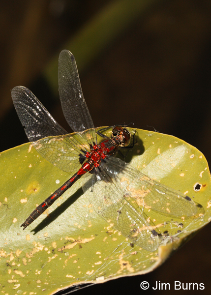 Hudsonian Whiteface male on lilypad, Deschutes Co., OR, July 2013.