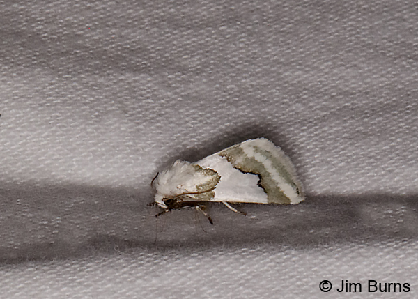 Hulst's Flower Moth