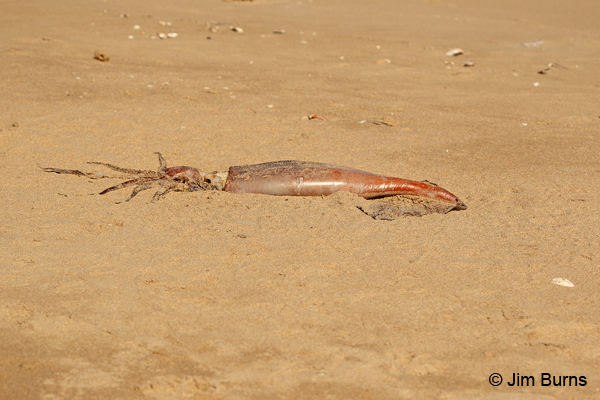 Humboldt Squid (El Diablo Rojo)