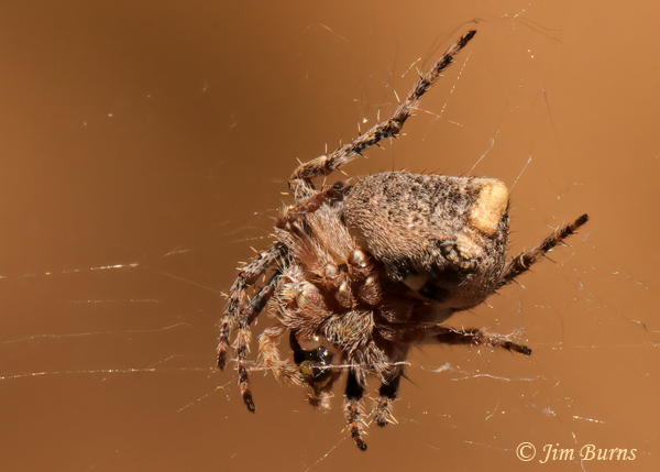Humpbacked Orbweaver female opisthosoma shape, AZ--9615