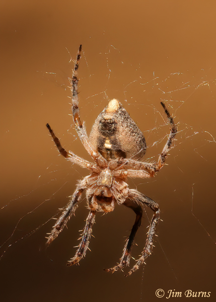 Humpbacked Orbweaver female ventral view, AZ--9625