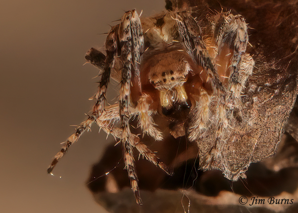 Humpbacked Orbweaver female prosoma straight on, AZ--9628