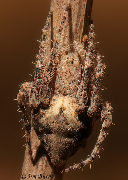 Humpbacked Orbweaver female dorsal view, AZ--9641