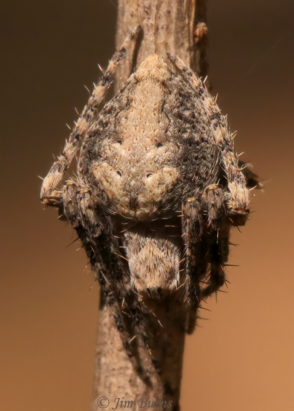 Humpbacked Orbweaver female dorsal view #2, AZ--9671