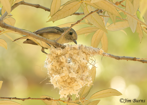 Hutton's Vireo nest building--3526