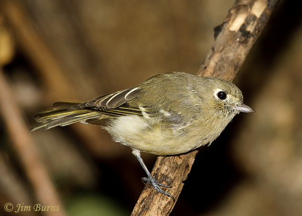 Hutton's Vireo--5604