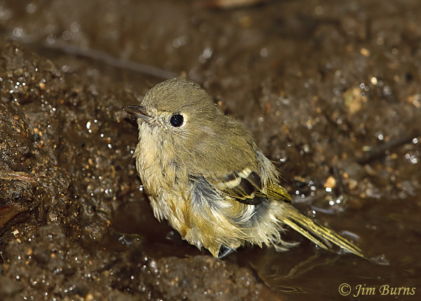 Hutton's Vireo bathing--5995