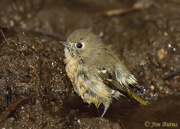 Hutton's Vireo bathing #2--5996