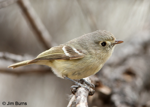 Hutton's Vireo #2