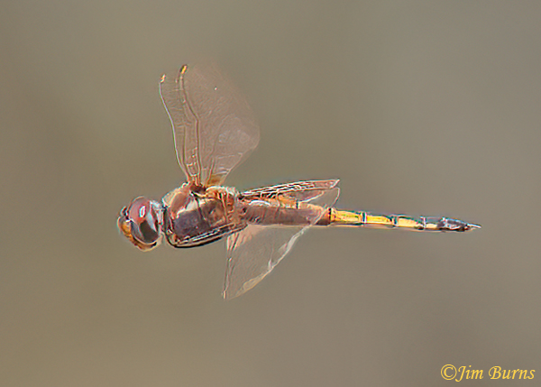 Hyacinth Glider female in flight, Hidalgo Co., TX, September 2023--3865