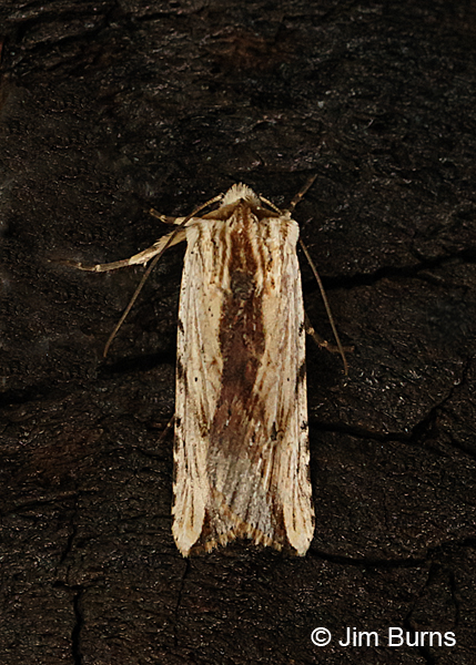 Hypotrix diplogramma dorsal view, Arizona