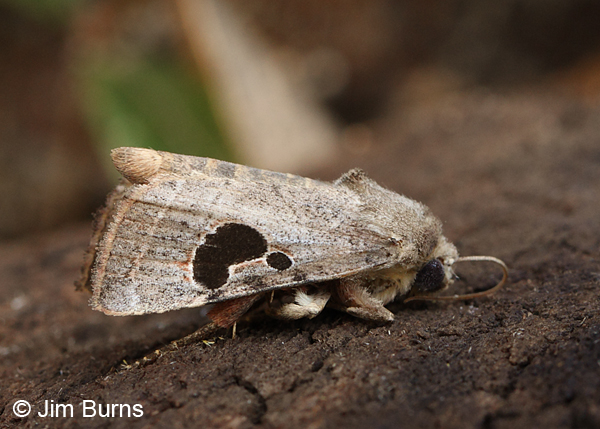 Hypotrix lunata, Arizona