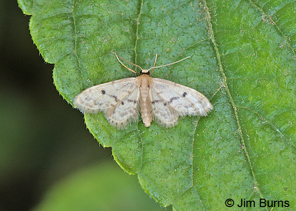 Idaea minuta, Arizona