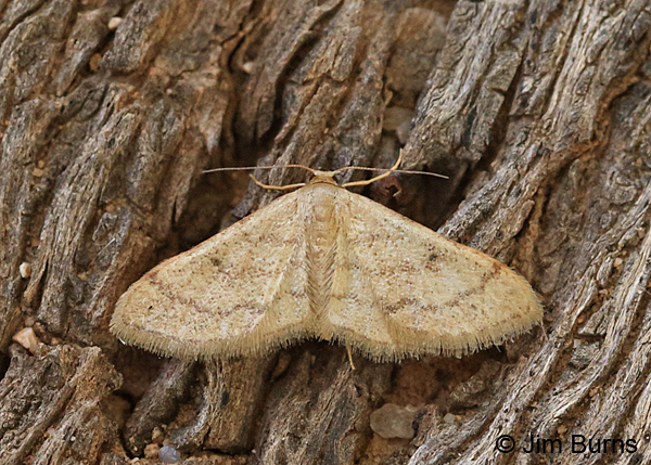 Idaea productata, Arizona