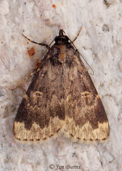 Idia occidentalis, Arizona--6154