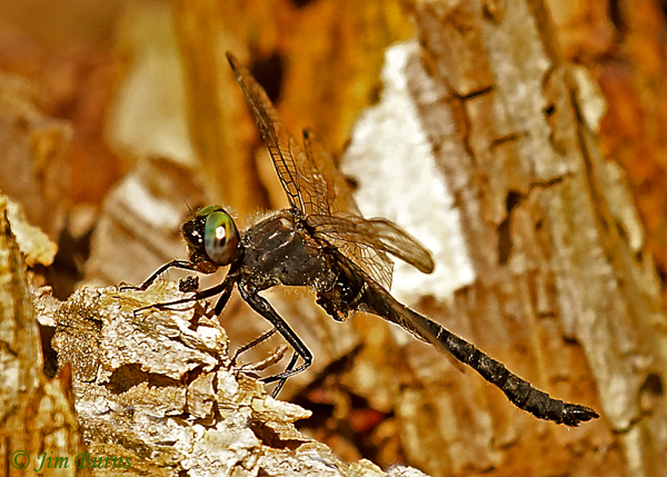 Incurvate Emerald male, Eau Claire Co., WI, June 2019--3402