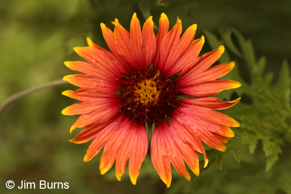 Indian Blanket, Texas