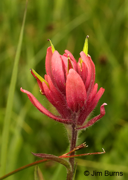 Indian Paintbrush, Utah