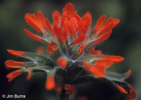 Indian Paintbrush, Washington