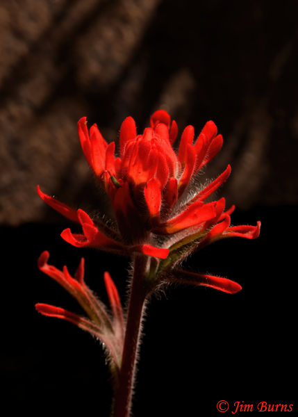 Indian Paintbrush, Arizona--8282