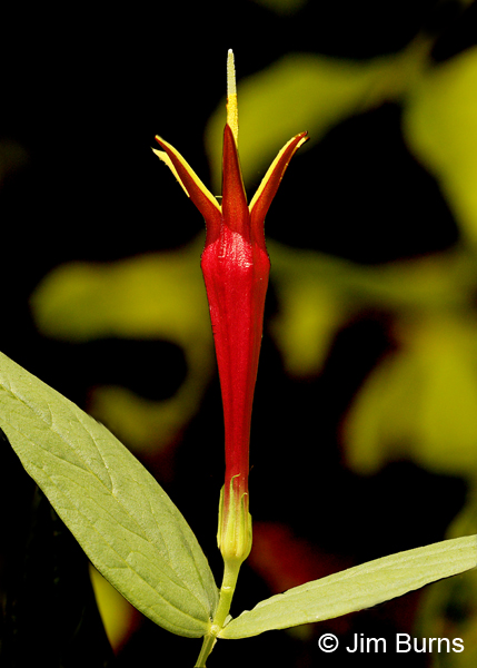 Indian Pink, Oklahoma