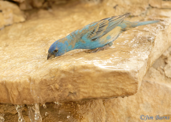 Indigo Bunting first spring male drinking--0942