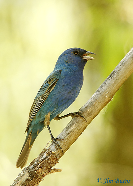 Indigo Bunting male singing--1799