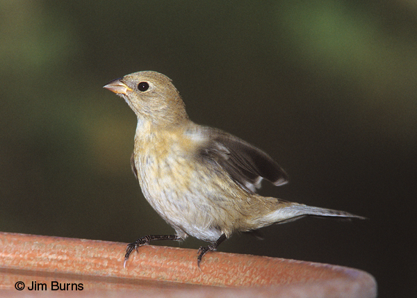 Indigo Bunting female 1st fall