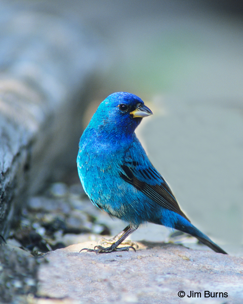 Indigo Bunting male breeding