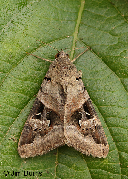 Indomitable Melipotis Moth, Sycamore Creek, Arizona