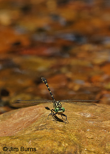 Interior Least Clubtail male face shot, Lewis Co., TN, June 2016