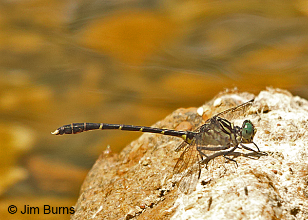 Interior Least Clubtail male, Reynolds Co., MO, June 2016
