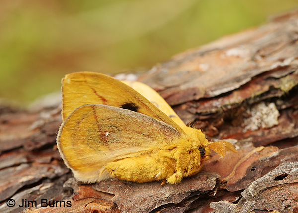 Io Moth mail lateral view, Arkansas