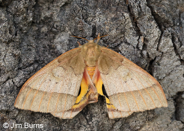 Iris-eyed Silkmoth, Arizona
