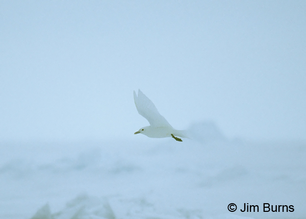 Ivory Gull over pack ice