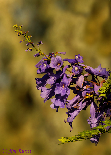 Jacaranda, Arizona--1588