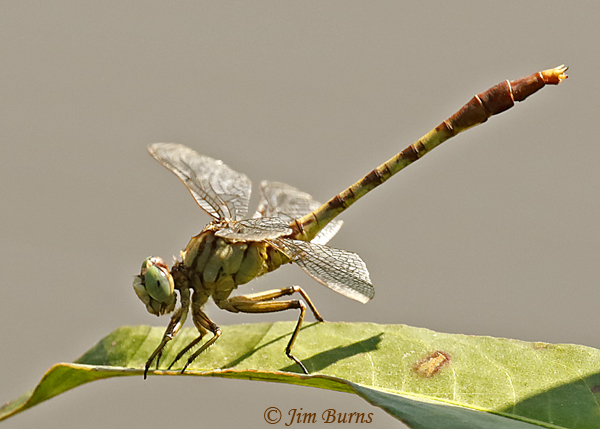 Jade Clubtail male obelisking, McCurtain Co., OK, August 2019--5502