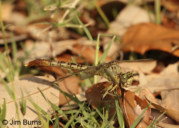 Jade Clubtail female face and thorax, Bastrop Co., TX, May 2013