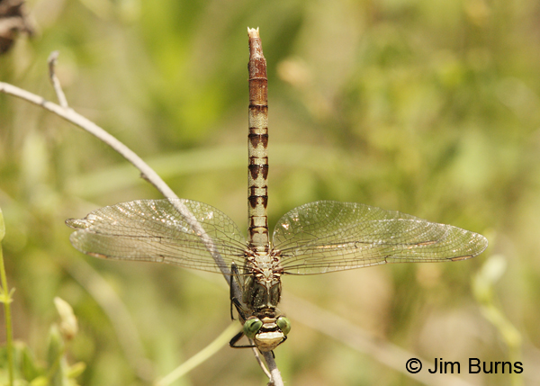 Jade Clubtail female obelisking, McCurtain Co., OK, May 2013