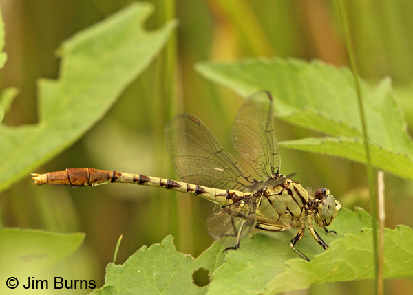Jade Clubtail male, McCurtain Co., OK, May 2013