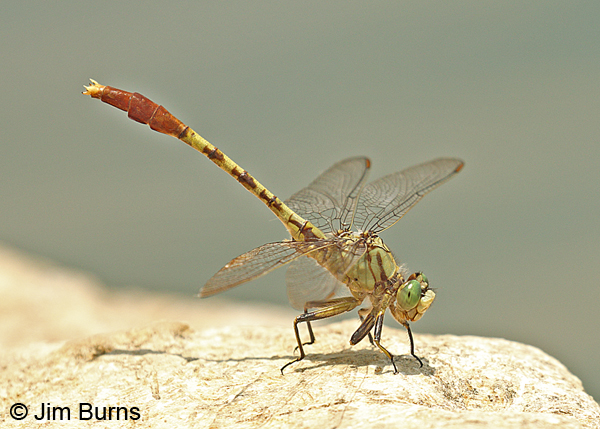 Jade Clubtail male obelisking, Davidson Co., TN, June 2016