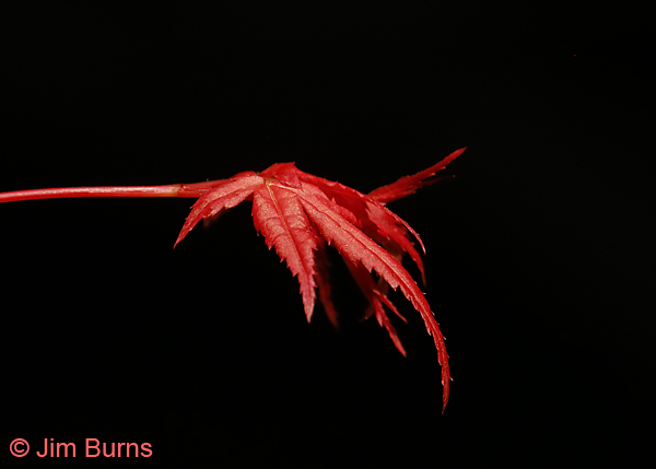Japanese Maple, California--9661