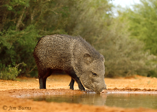 Javelina at waterhole--2259