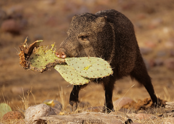 Javelina carrying Prickly Pear pad--2475-2