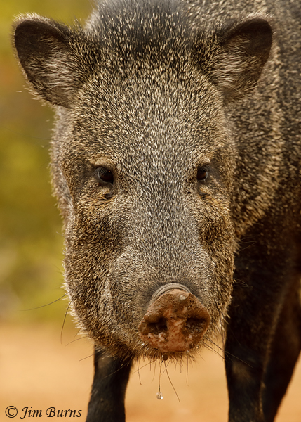 Javelina close up with water drop--8807