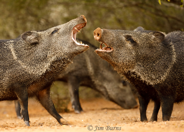Javelinas' agonistic behavior--8870